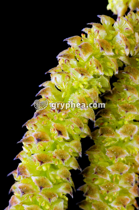 Noisetier (Corylus avellana) - Fleurs mâles groupées en chatons (détail)  fleurs mâles - gryphea.com